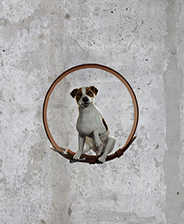 动物庇护所升级补丁